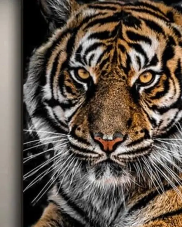 Tableau tête de tigre