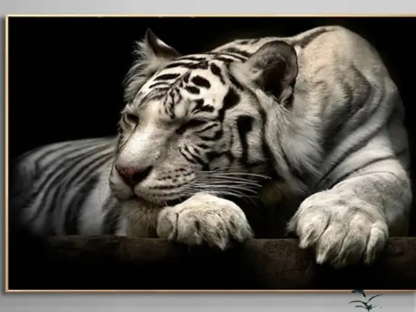 Tableau tigre blanc allongé sur fond noir