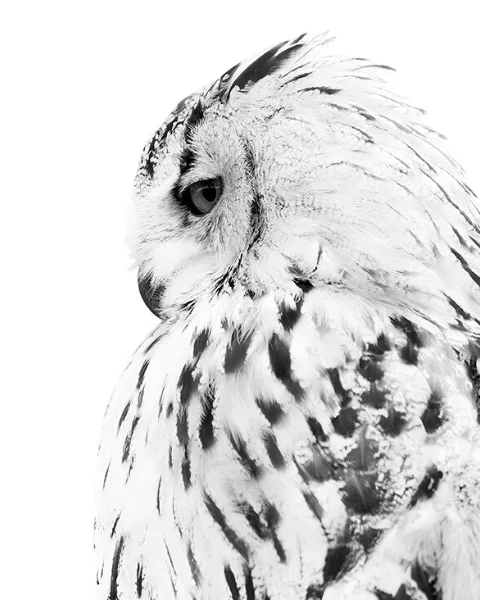 Autres Tableaux Animaux