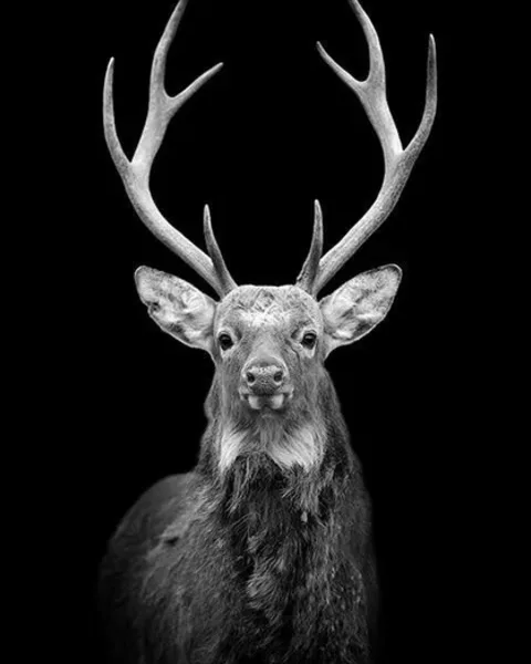 Tableaux et Toiles Cerfs