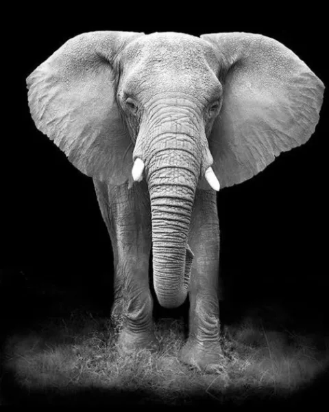 Tableaux et Toiles Eléphants