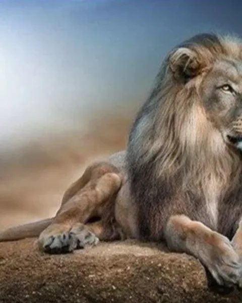 Tableaux et Toiles Lions