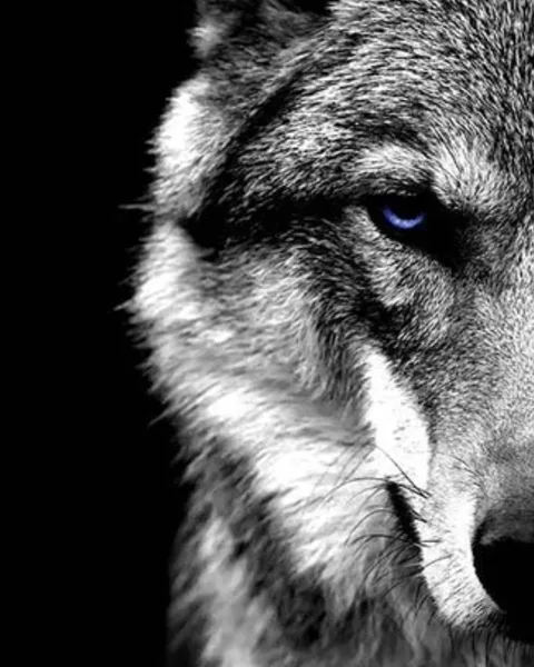 Tableaux et Toiles Loups