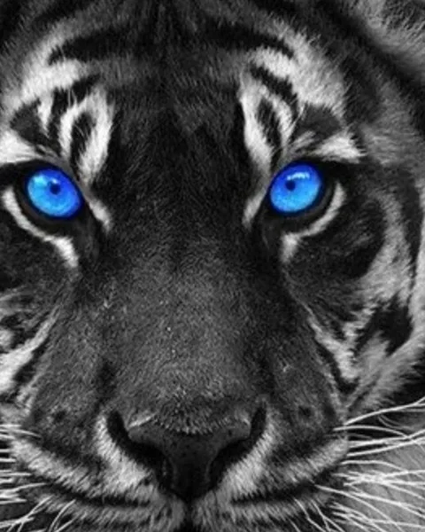 Tableaux et Toiles Tigres