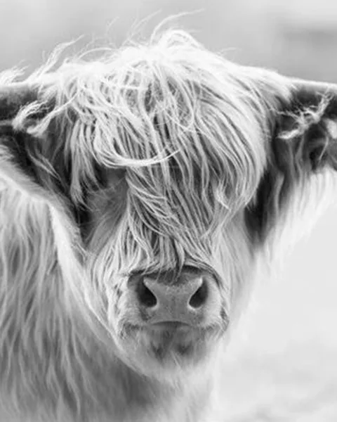 Tableaux et Toiles Vaches & Taureaux